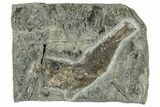 Oligocene Fossil Clupeoid Fish (Beksinskiella) - Poland #320634-1
